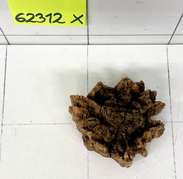 62312X - XINGU Wood Wurzelholz mit geschnittener Grundfläche
