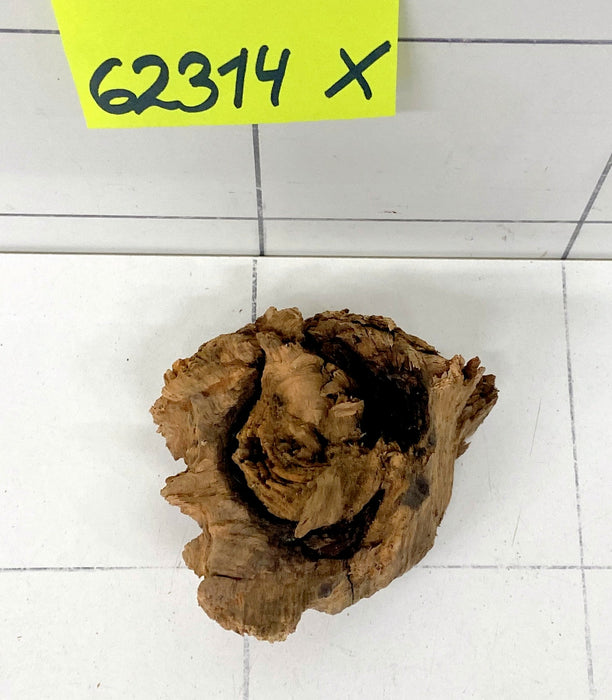 62314X - XINGU Wood Wurzelholz mit geschnittener Grundfläche