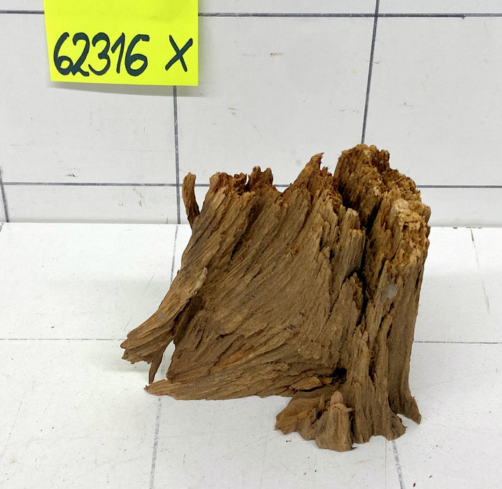 62316X - XINGU Wood Wurzelholz mit geschnittener Grundfläche