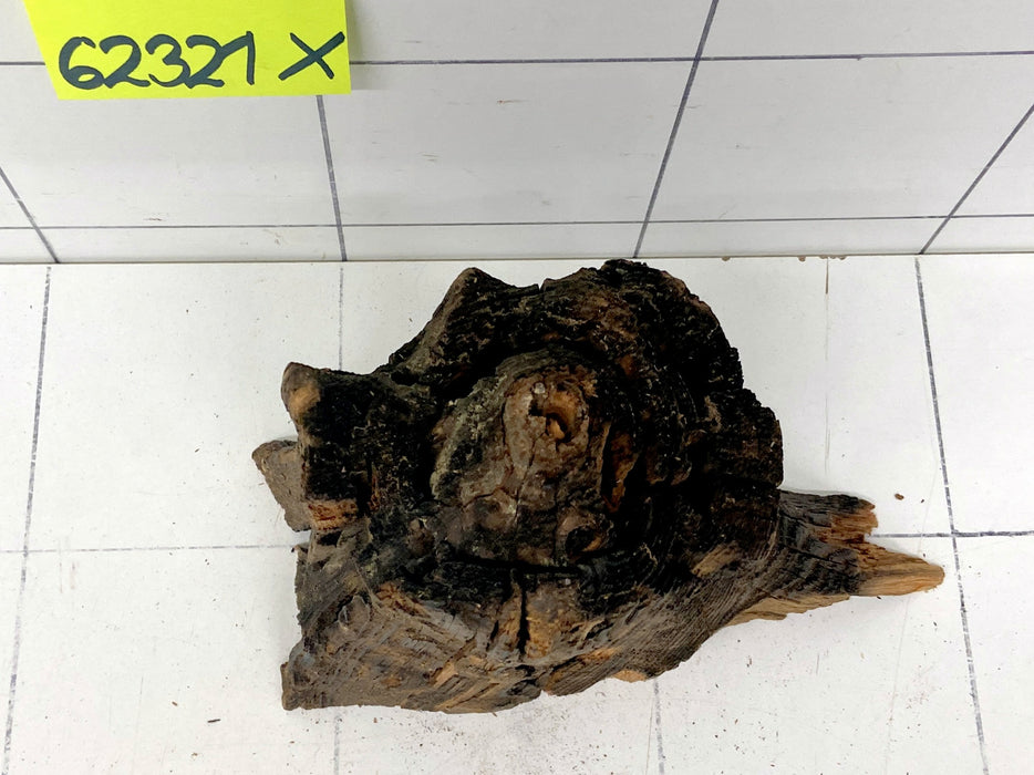 62321X - XINGU Wood Wurzelholz mit geschnittener Grundfläche