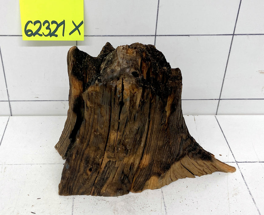 62321X - XINGU Wood Wurzelholz mit geschnittener Grundfläche