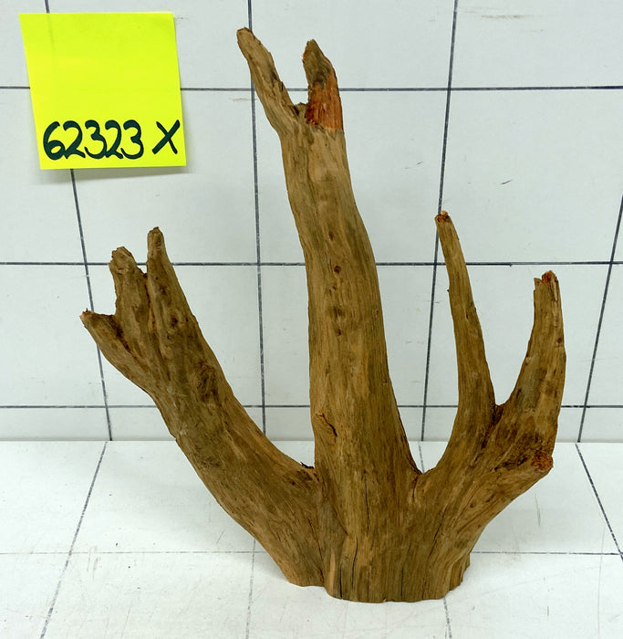62323X - XINGU Wood Wurzelholz mit geschnittener Grundfläche