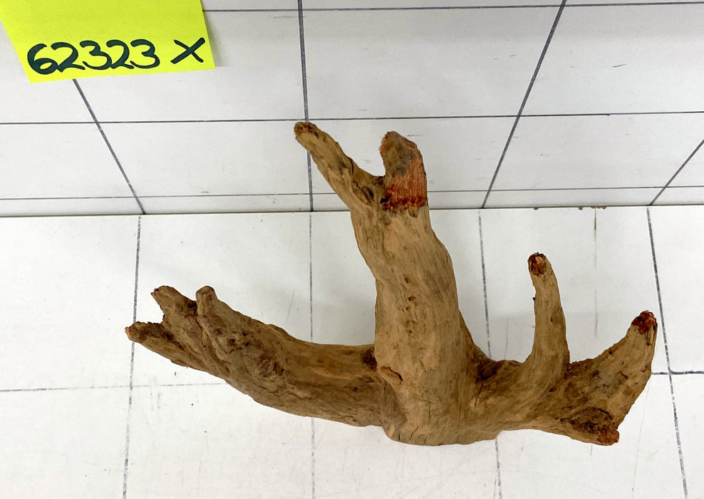 62323X - XINGU Wood Wurzelholz mit geschnittener Grundfläche