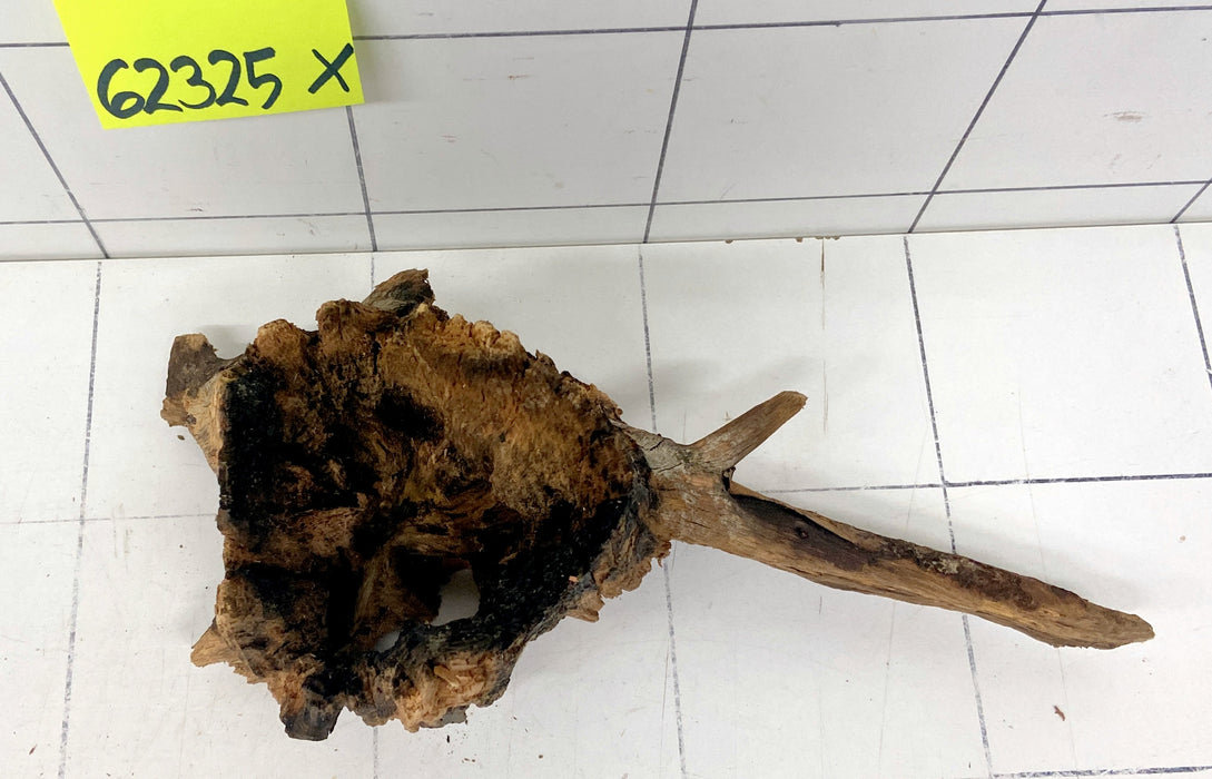 62325X - XINGU Wood Wurzelholz mit geschnittener Grundfläche