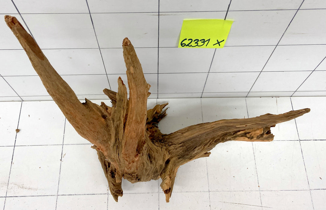 62331X - XINGU Wood Wurzelholz mit geschnittener Grundfläche