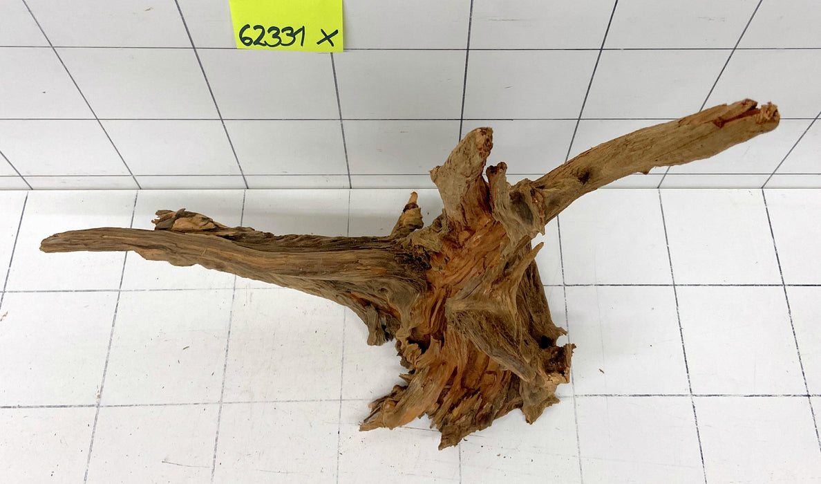 62331X - XINGU Wood Wurzelholz mit geschnittener Grundfläche