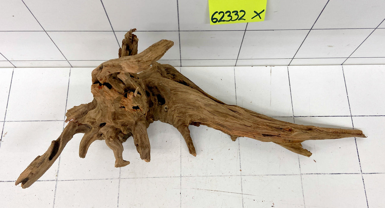 62332X - XINGU Wood Wurzelholz mit geschnittener Grundfläche
