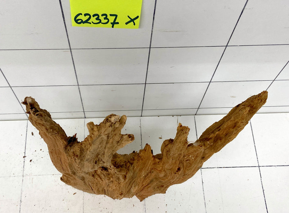 62337X - XINGU Wood Wurzelholz mit geschnittener Grundfläche