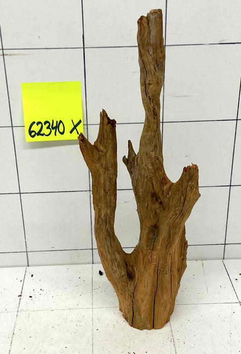 62340X - XINGU Wood Wurzelholz mit geschnittener Grundfläche