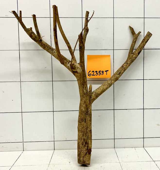 62358T Talawa Wurzel Holz