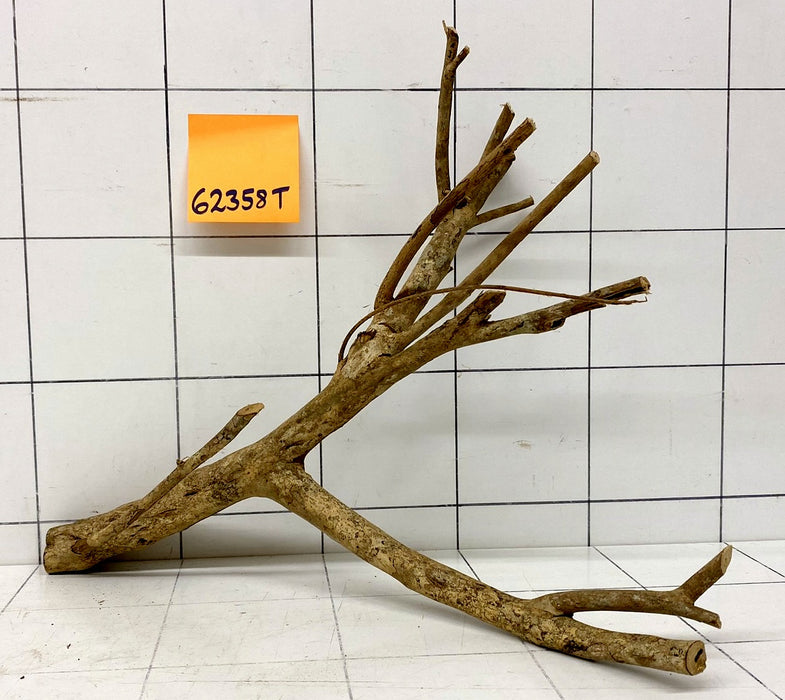62358T Talawa Wurzel Holz
