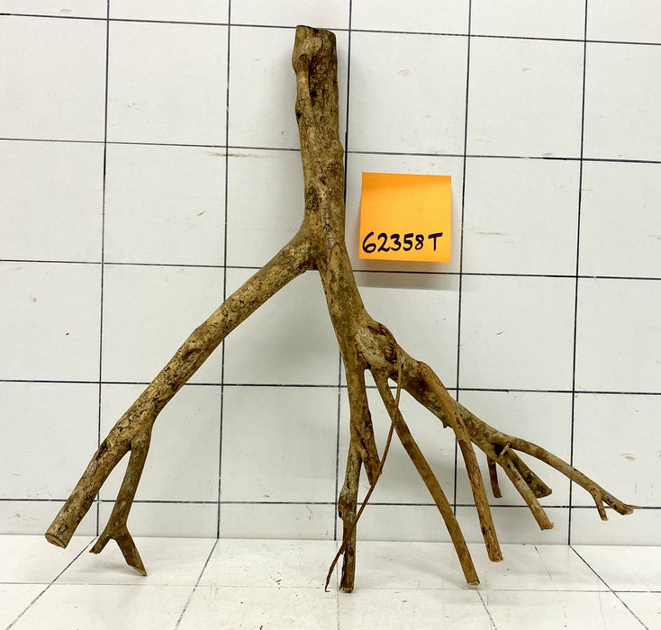 62358T Talawa Wurzel Holz