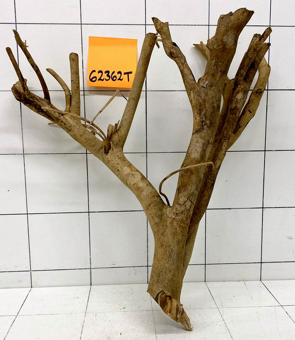 62362T Talawa Wurzel Holz