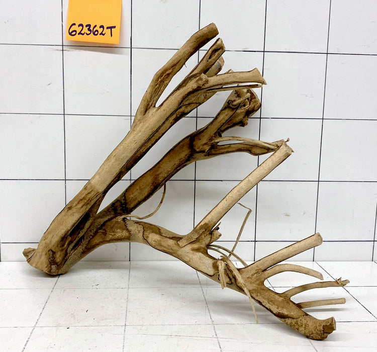 62362T Talawa Wurzel Holz