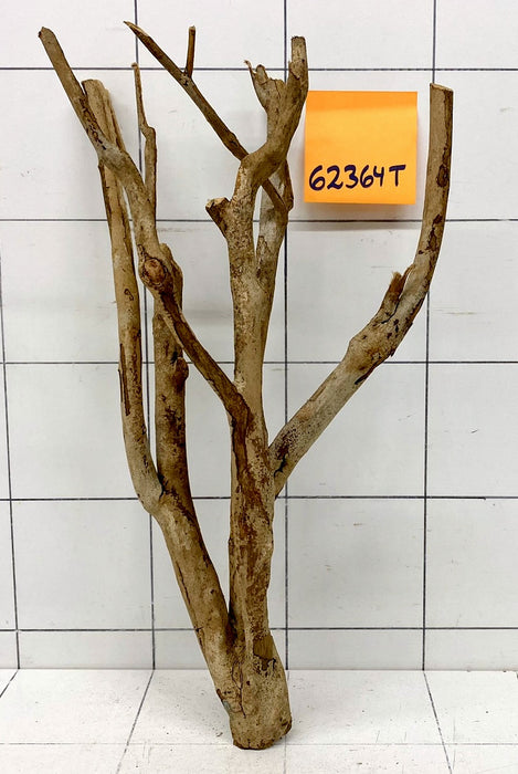 62364T Talawa Wurzel Holz