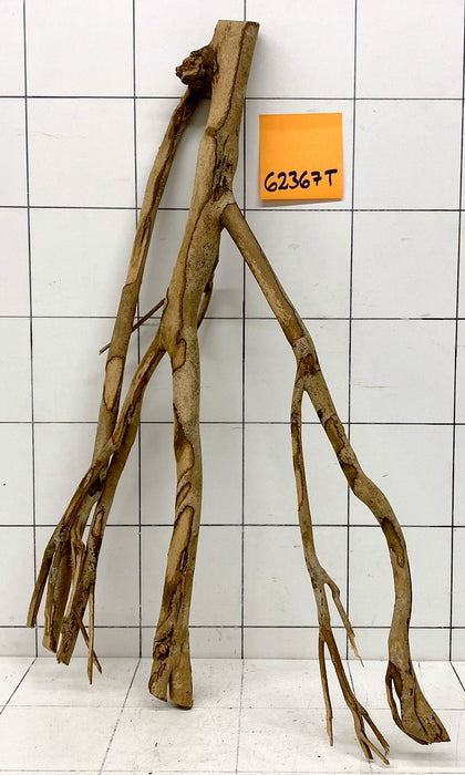 62367T Talawa Wurzel Holz