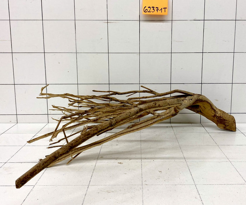 62371T Talawa Wurzel Holz