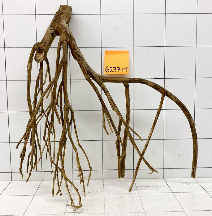 62371T Talawa Wurzel Holz