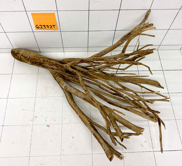 62372T Talawa Wurzel Holz