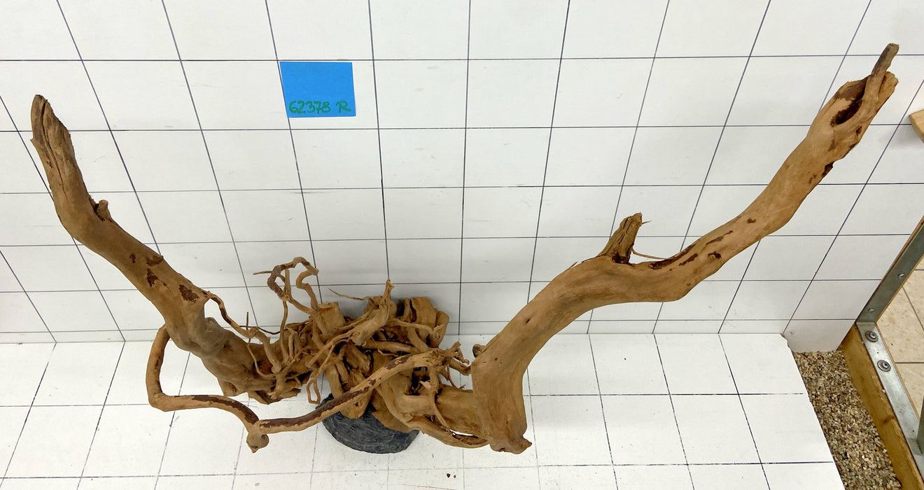 62378R Fingerwood / Rote Moorwurzel Holz