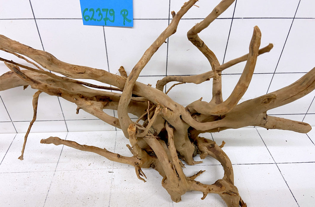 62379R Fingerwood / Rote Moorwurzel Holz