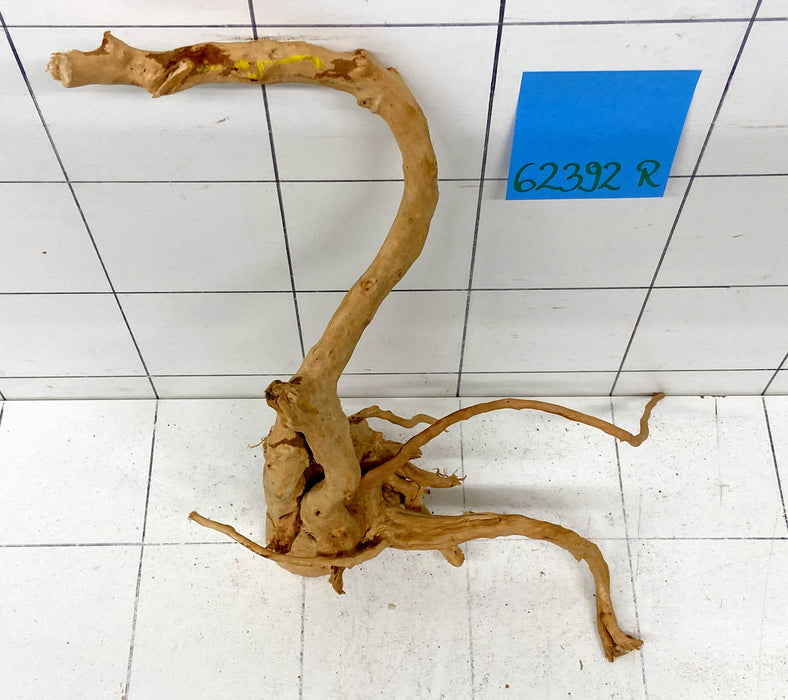 62392R Fingerwood / Rote Moorwurzel Holz