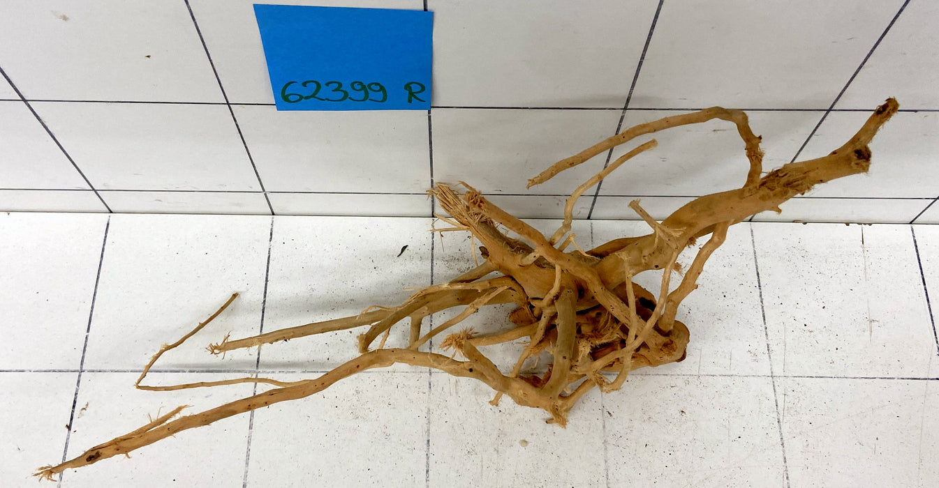 62399R Fingerwood / Rote Moorwurzel Holz