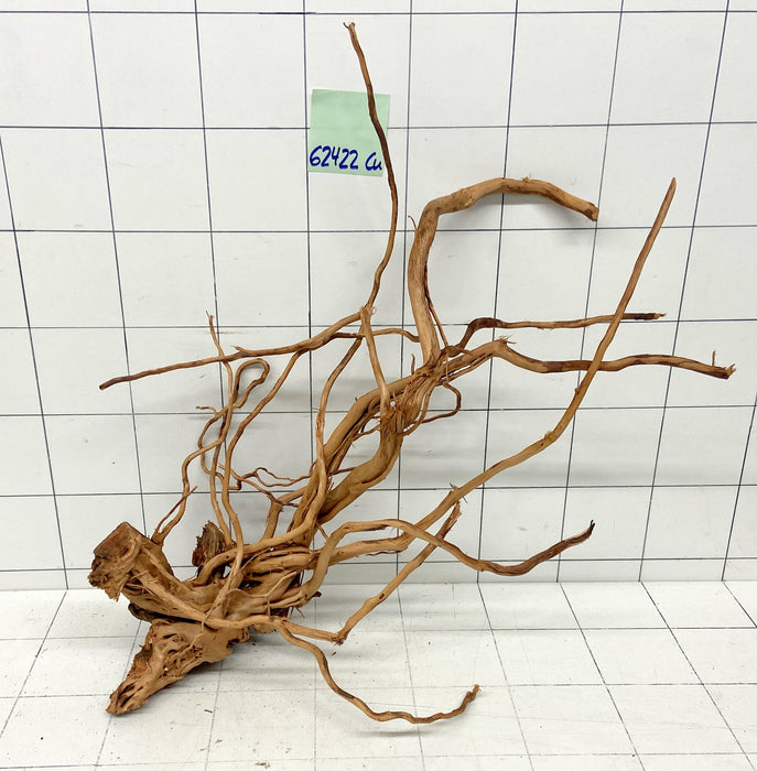 62422Cu - Curlwood Wurzel Holz