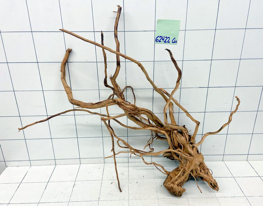 62422Cu - Curlwood Wurzel Holz