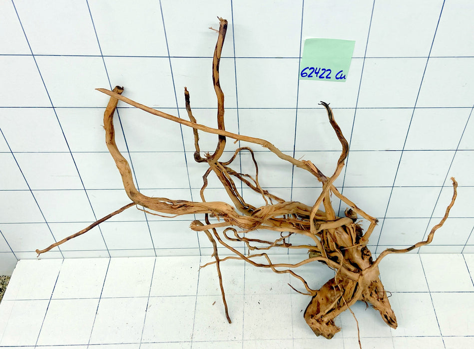 62422Cu - Curlwood Wurzel Holz