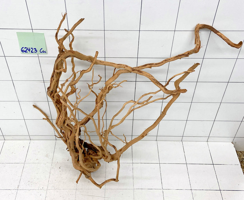 62423Cu - Curlwood Wurzel Holz