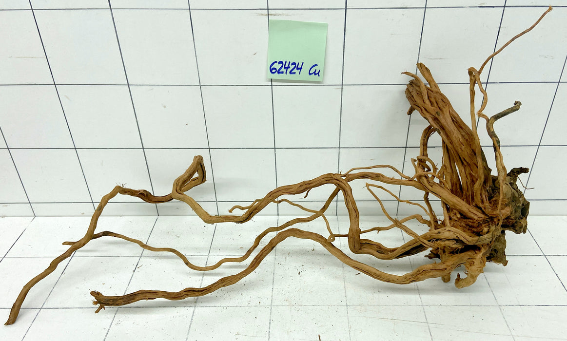 62424Cu - Curlwood Wurzel Holz