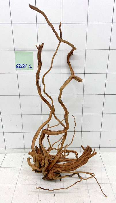 62424Cu - Curlwood Wurzel Holz