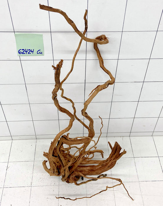 62424Cu - Curlwood Wurzel Holz
