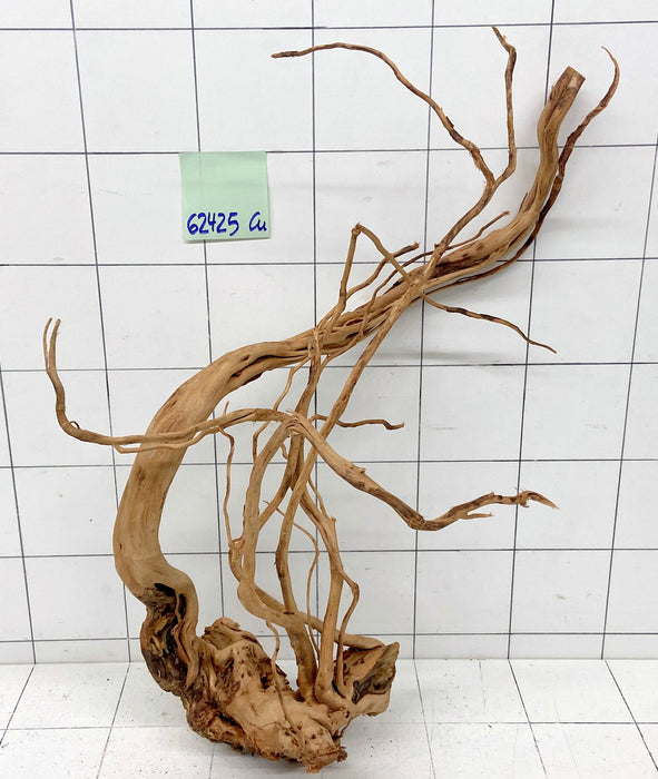 62425Cu - Curlwood Wurzel Holz