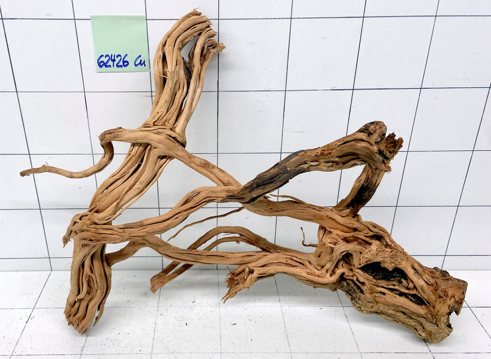 62426Cu - Curlwood Wurzel Holz