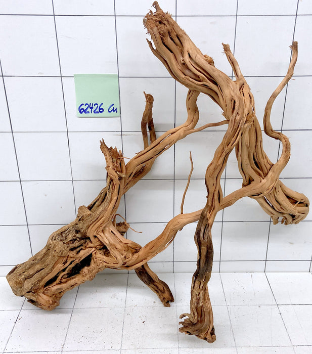 62426Cu - Curlwood Wurzel Holz