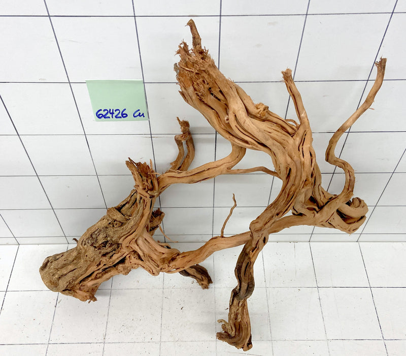 62426Cu - Curlwood Wurzel Holz