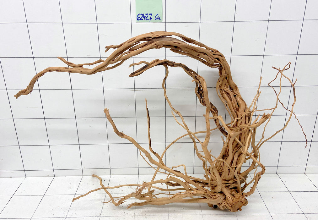 62427Cu - Curlwood Wurzel Holz