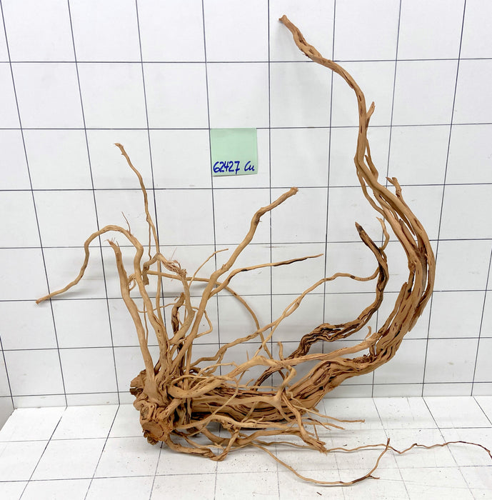 62427Cu - Curlwood Wurzel Holz