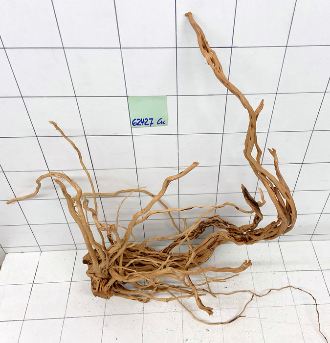 62427Cu - Curlwood Wurzel Holz