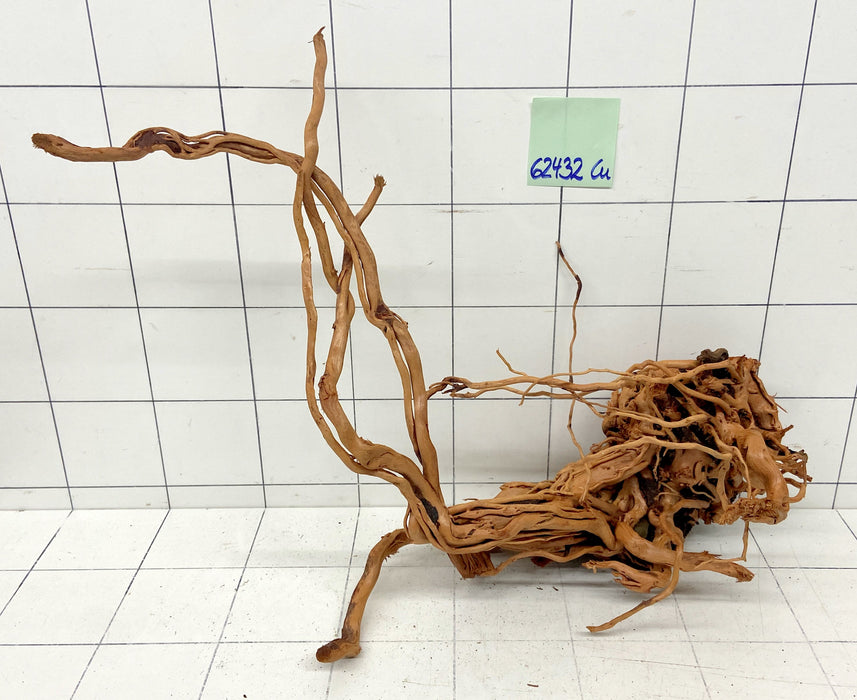 62432Cu - Curlwood Wurzel Holz