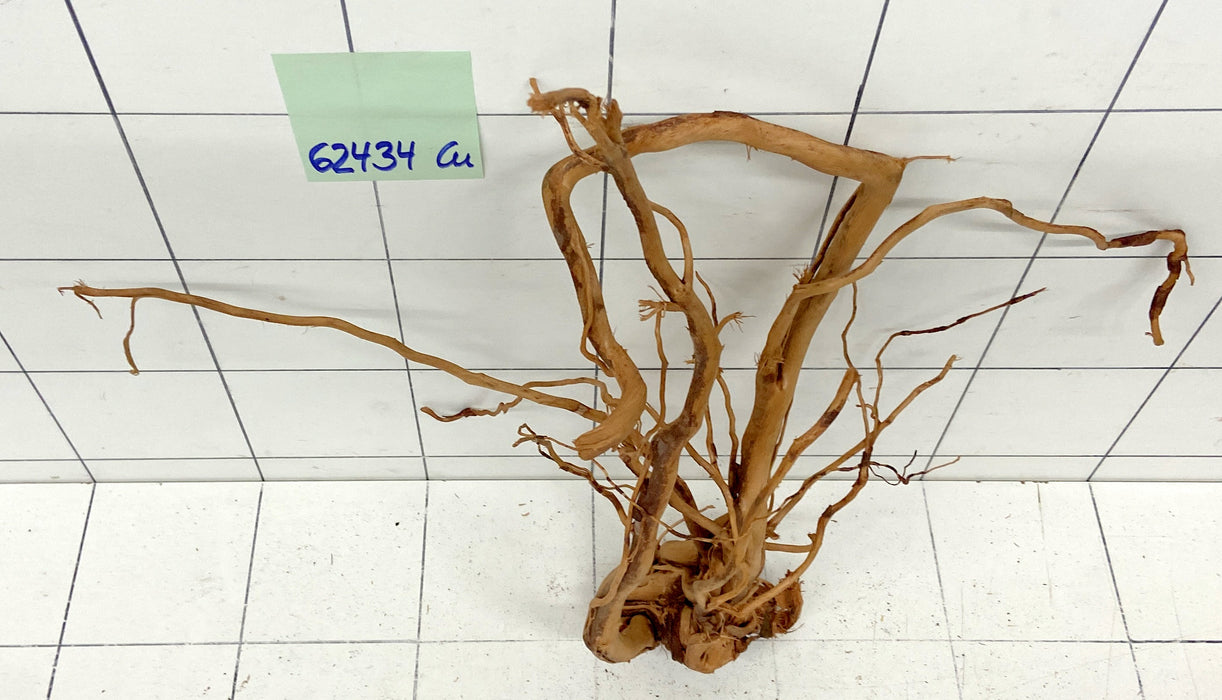 62434Cu - Curlwood Wurzel Holz