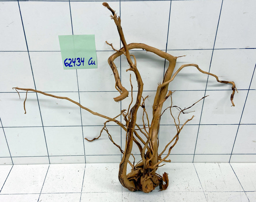 62434Cu - Curlwood Wurzel Holz