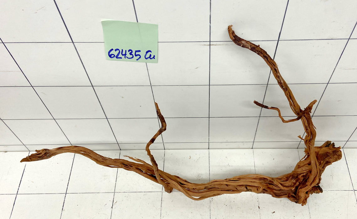 62435Cu - Curlwood Wurzel Holz