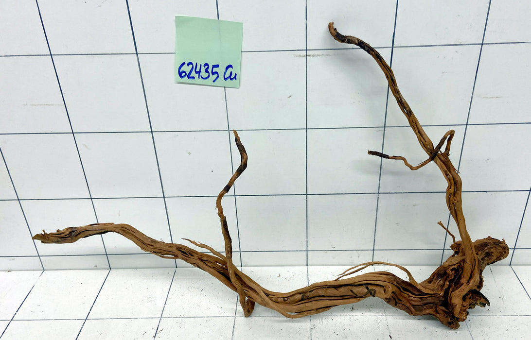 62435Cu - Curlwood Wurzel Holz