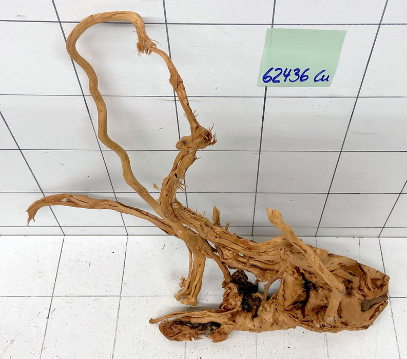 62436Cu - Curlwood Wurzel Holz