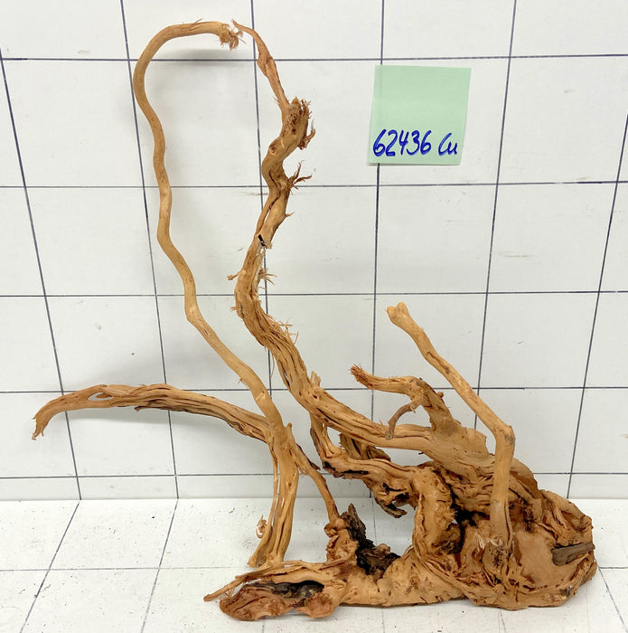 62436Cu - Curlwood Wurzel Holz