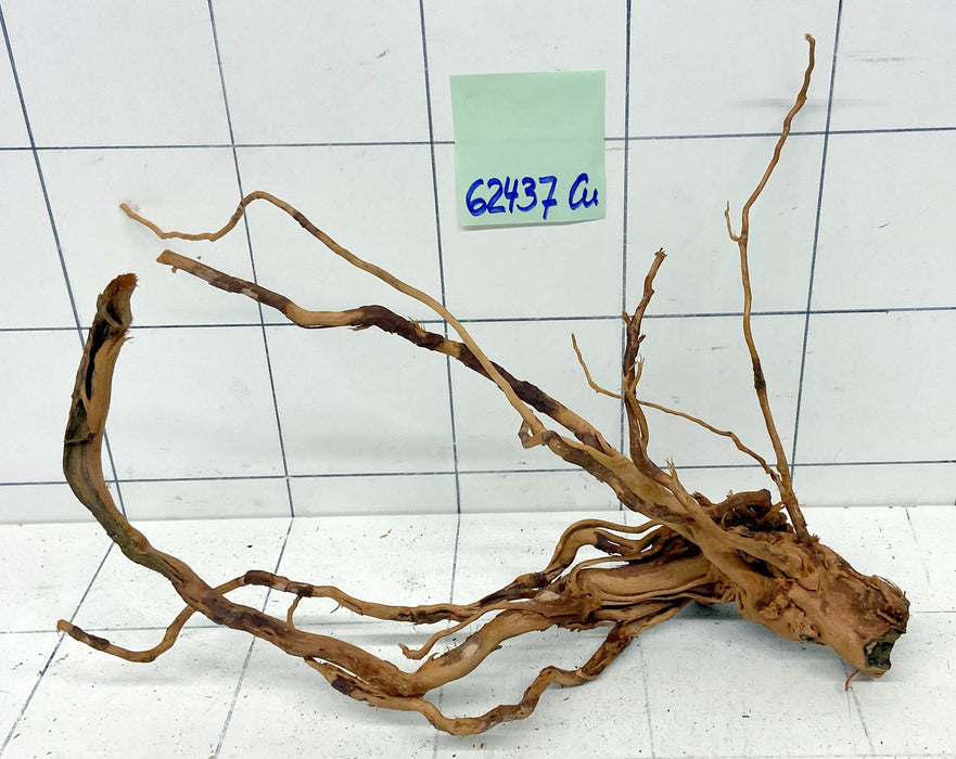 62437Cu - Curlwood Wurzel Holz