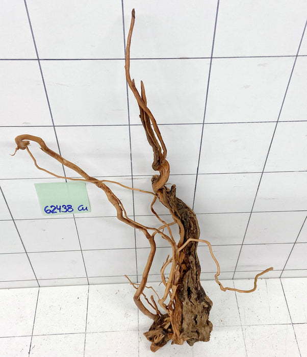 62438Cu - Curlwood Wurzel Holz